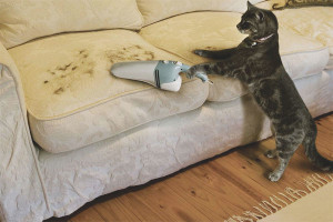 How to get rid of cat hair