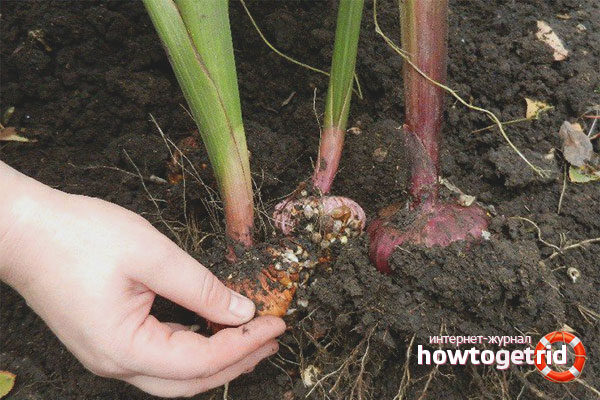 How to dig out gladioli