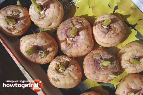 Methods for storing gladioli