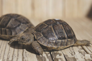 How to care for a land tortoise