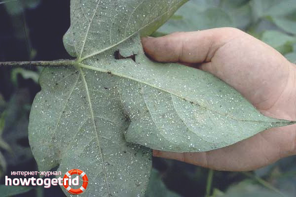 Whitefly Signs