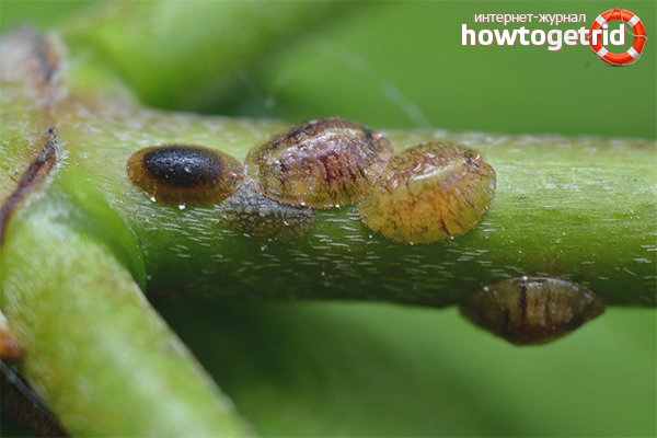 How to get rid of guards