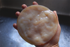 How to grow Kombucha