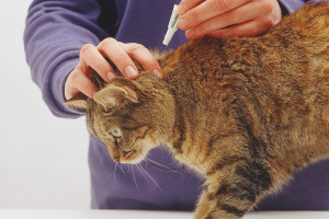 How to get a flea out of a cat