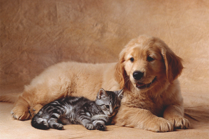 How to make a cat and dog friends