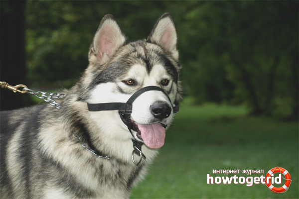 How to train huskies with a muzzle, a leash and a collar