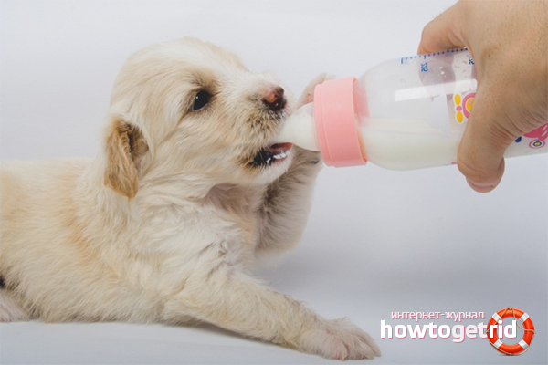 How to feed newborn puppies