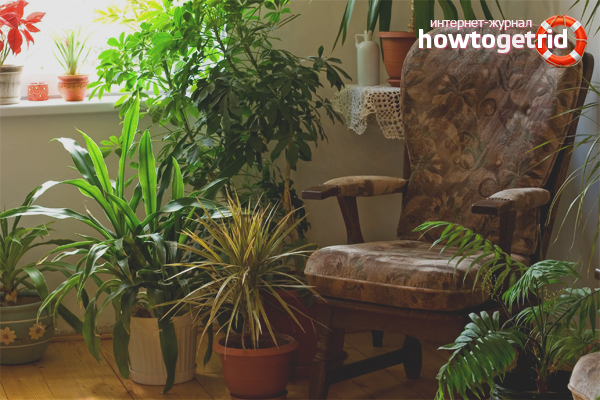 Indoor plants for humidification of air