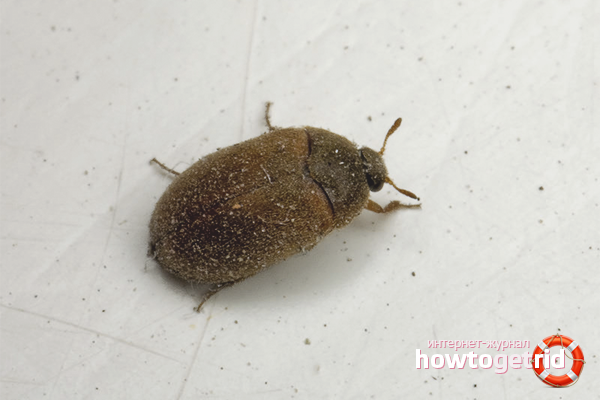 How to protect your home from a skin-eater