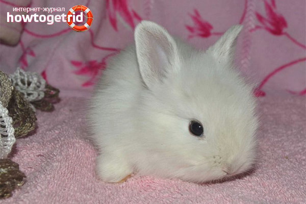 Adaptation of a decorative rabbit