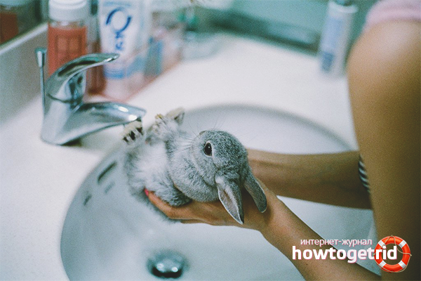 Hygiene procedures of a decorative rabbit