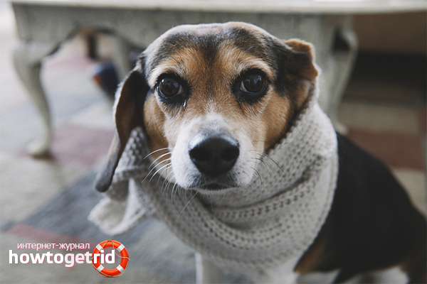 How to treat snot in a dog