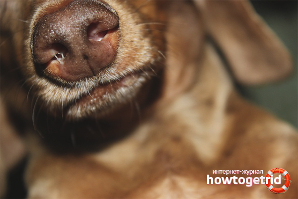 How to treat colds in a dog