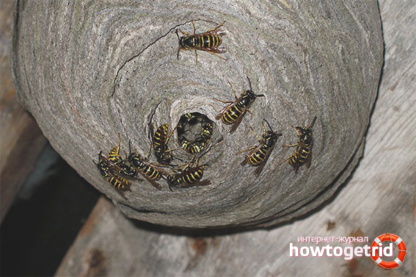 Wie man ein Hornissennest zerstört