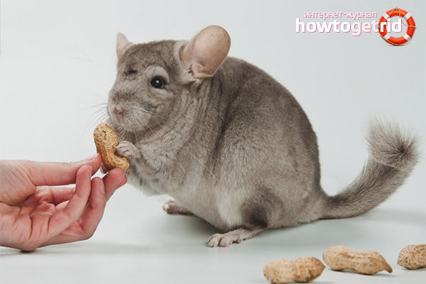 How to care for chinchilla