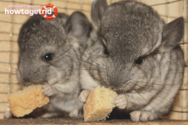 Chinchilla Feeding