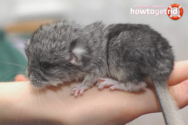 Breeding chinchillas