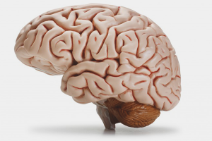 How to clean brain vessels