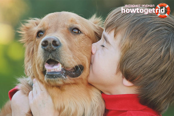 Wie man Eltern davon überzeugt, einen Hund zu kaufen