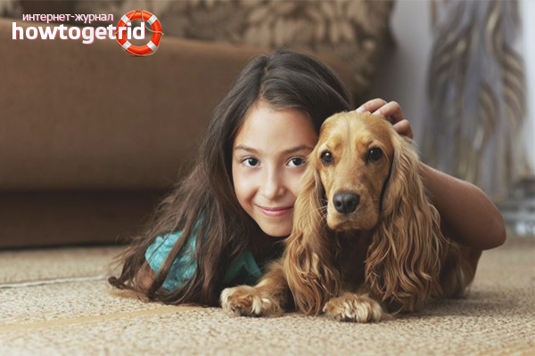 Wie man Eltern davon überzeugt, einen Hund zu bekommen