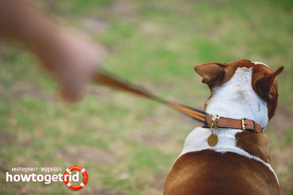 How to wean a dog pull a leash on a walk