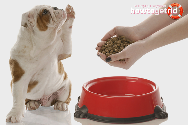 How much dry food to give a dog
