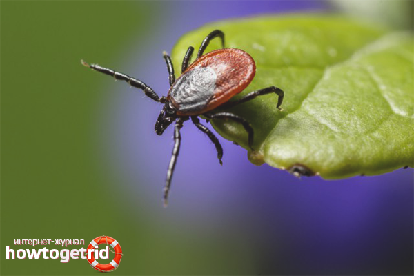 How to protect yourself from ticks