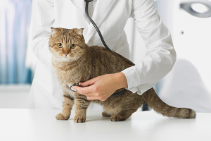 How to understand that a cat is sick