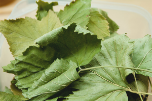 How to Dry Currant Leaves for Tea