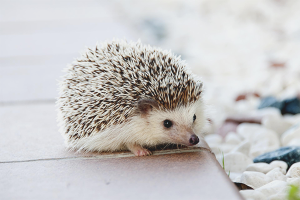 How to care for a hedgehog