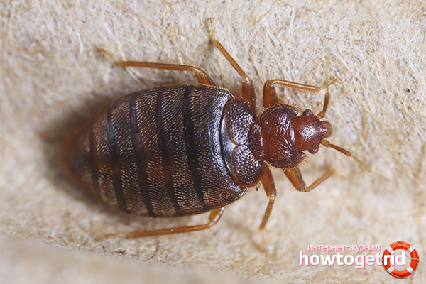 Wie man mit Bettwanzen umgeht