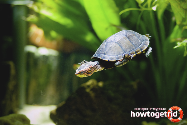 How to care for a water turtle