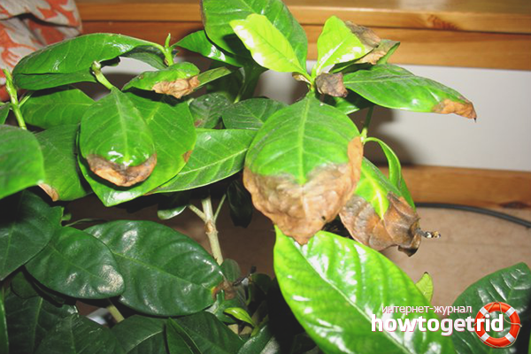 Gardenia diseases