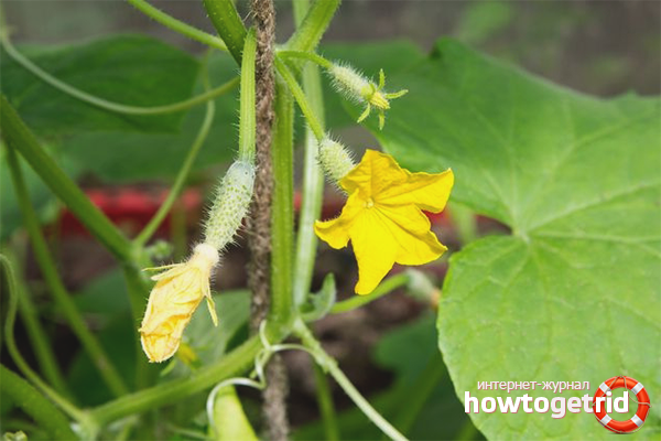 What to do if the ovaries of cucumbers turn yellow