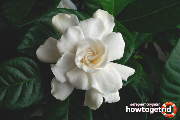 Gardenia