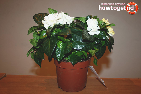 How to care for gardenia