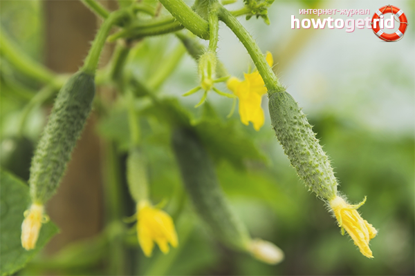 Why do the ovaries of cucumbers turn yellow