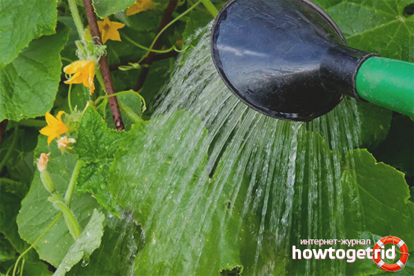 Watering cucumbers
