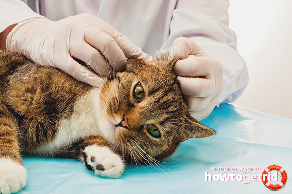 How to clean your cat’s ears