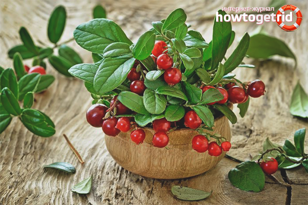 The benefits of lingonberries for children
