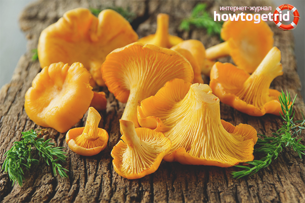 The benefits and harms of chanterelles