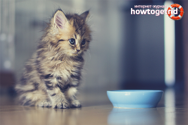 How to feed a kitten