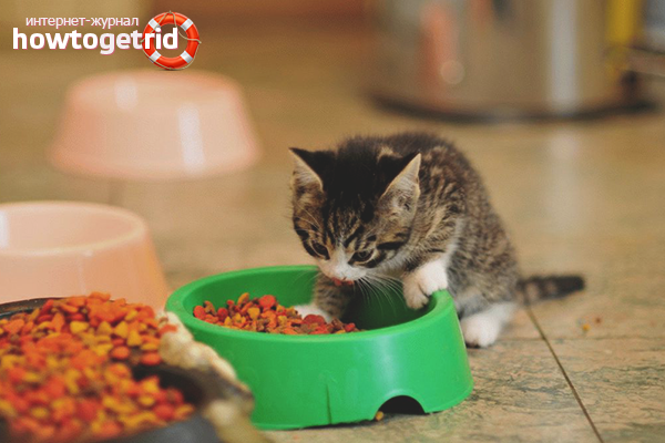 How to feed an adult kitten