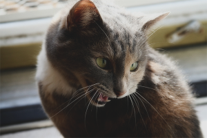 What to do if a cat yells and wants a cat