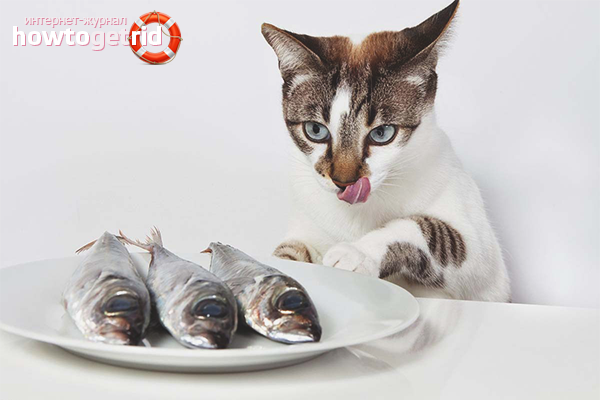 Cat eats fish