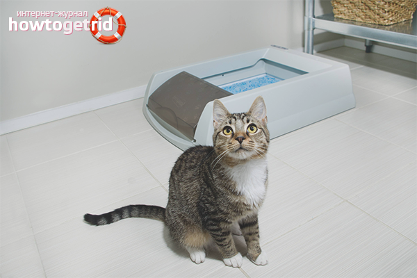 Treating constipation in a cat at home