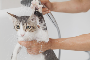 How often can I wash a cat?