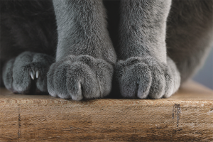 Why is a cat trampling your paws