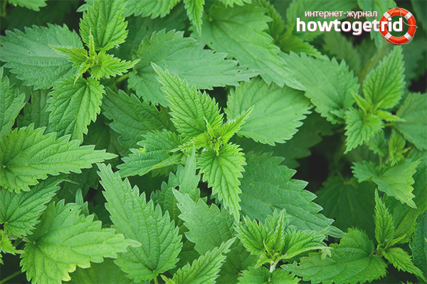 Nettle benefits for women