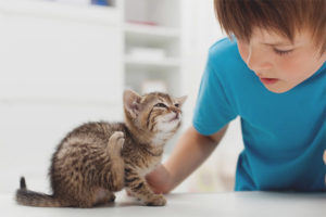How to get a flea from a kitten